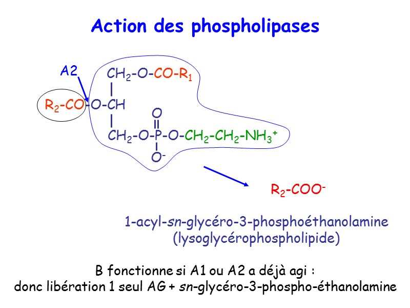 Action des phospholipases 1-acyl-sn-glycéro-3-phosphoéthanolamine (lysoglycérophospholipide) A2 B fonctionne si A1 ou A2 a déjà